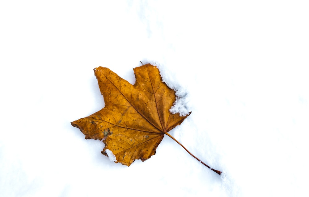 une feuille jaune sur fond blanc