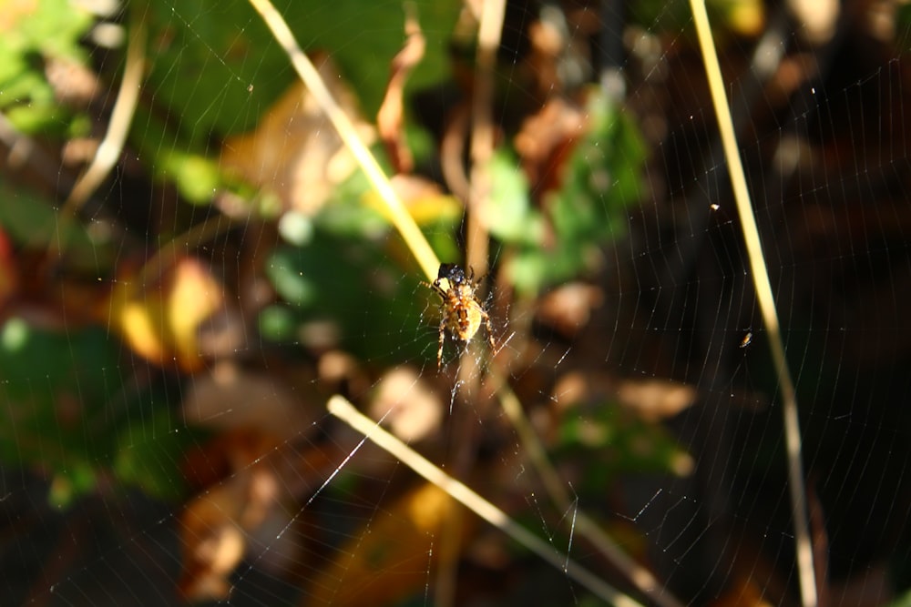 a spider on a web