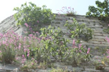 Stone garden wall with climbing plants under soft sunlight.
