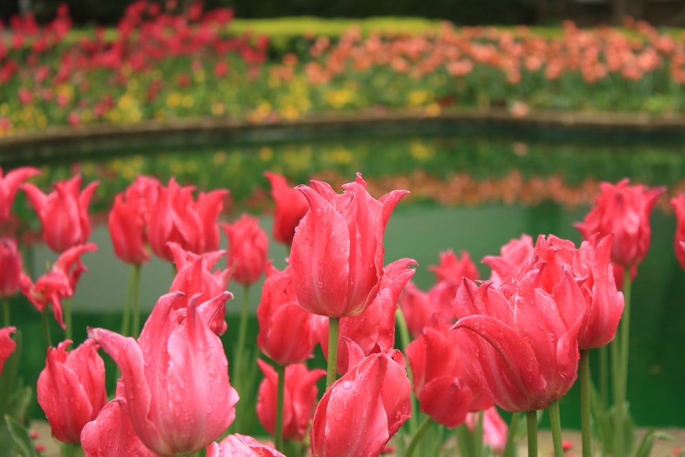 a field of pink flowers