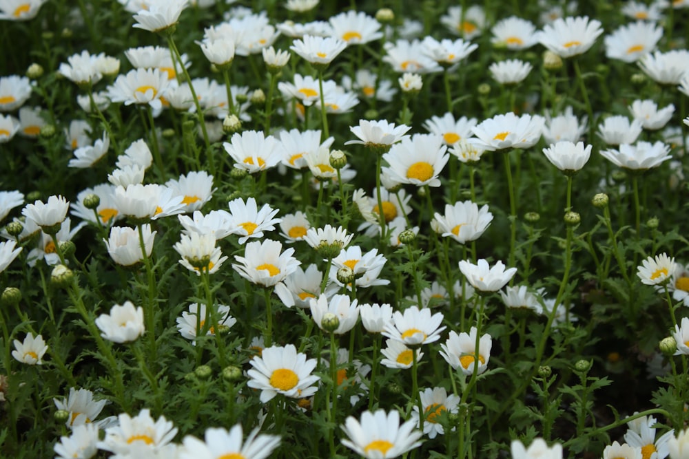 a field of white flowers