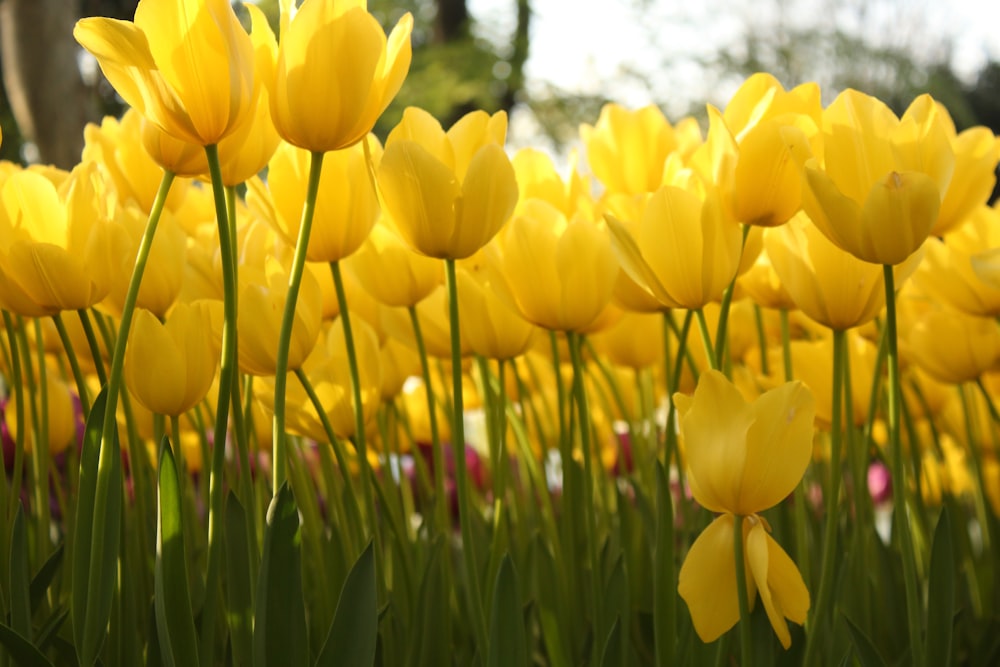 a field of yellow flowers