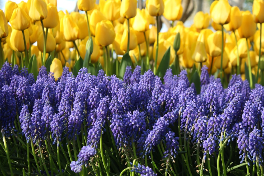 a field of flowers