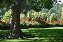 un arbre dans un jardin fleuri