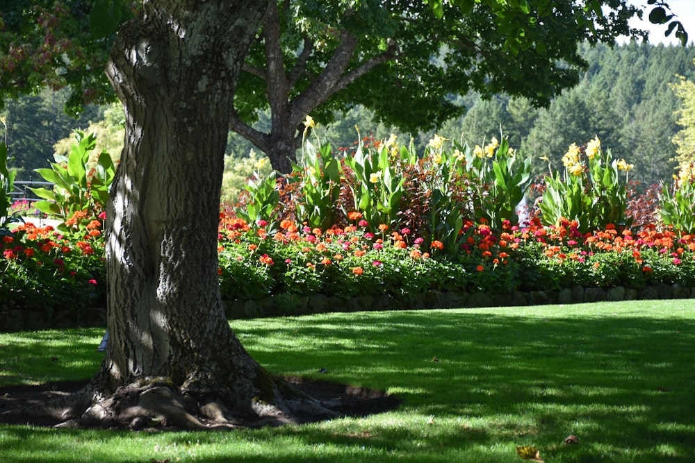 Un árbol en un parque