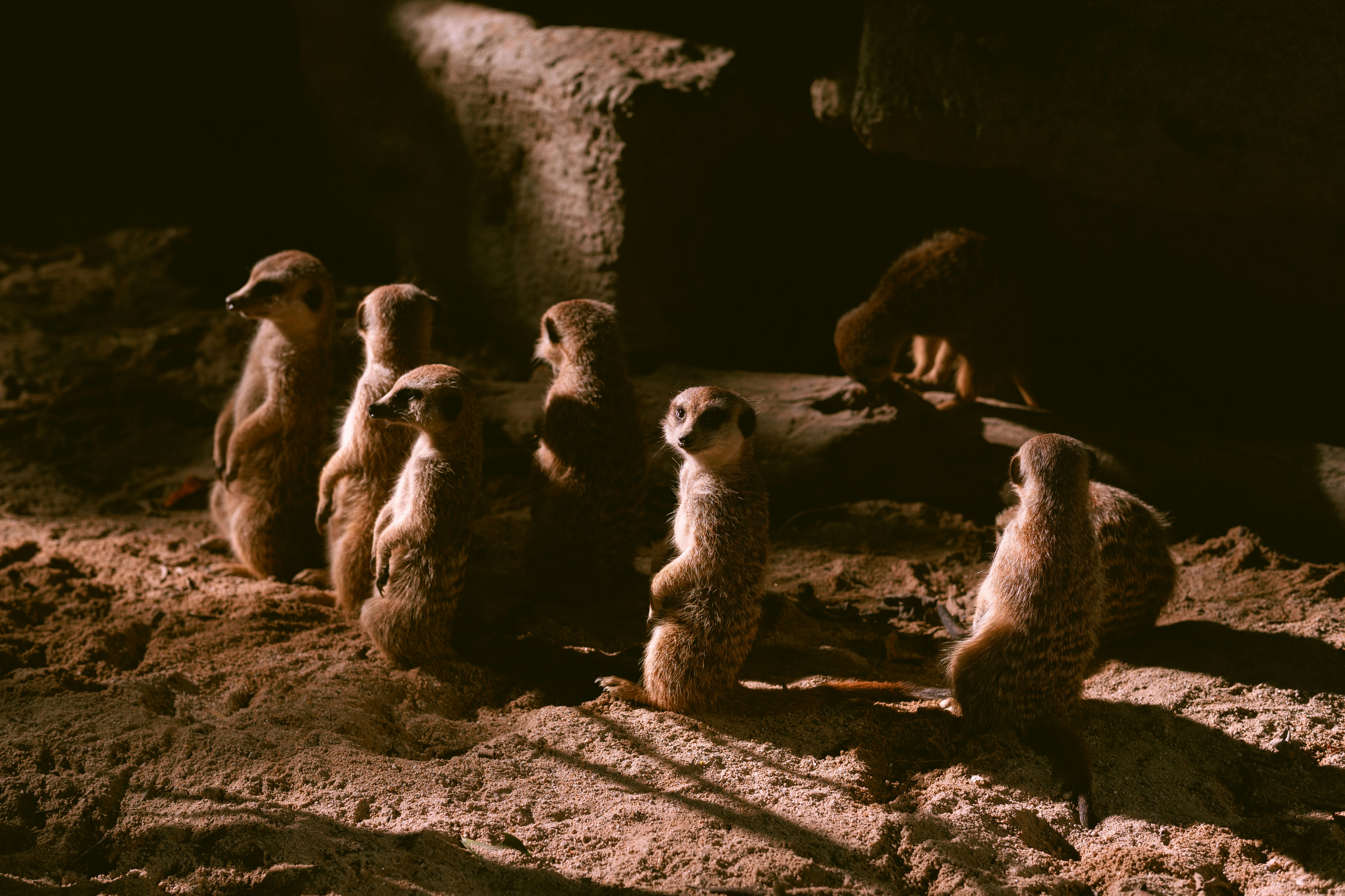 Unique Evolutionary Adaptations (image credits: unsplash)