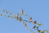 A small group of colorful songbirds gathered on a blooming tree branch.