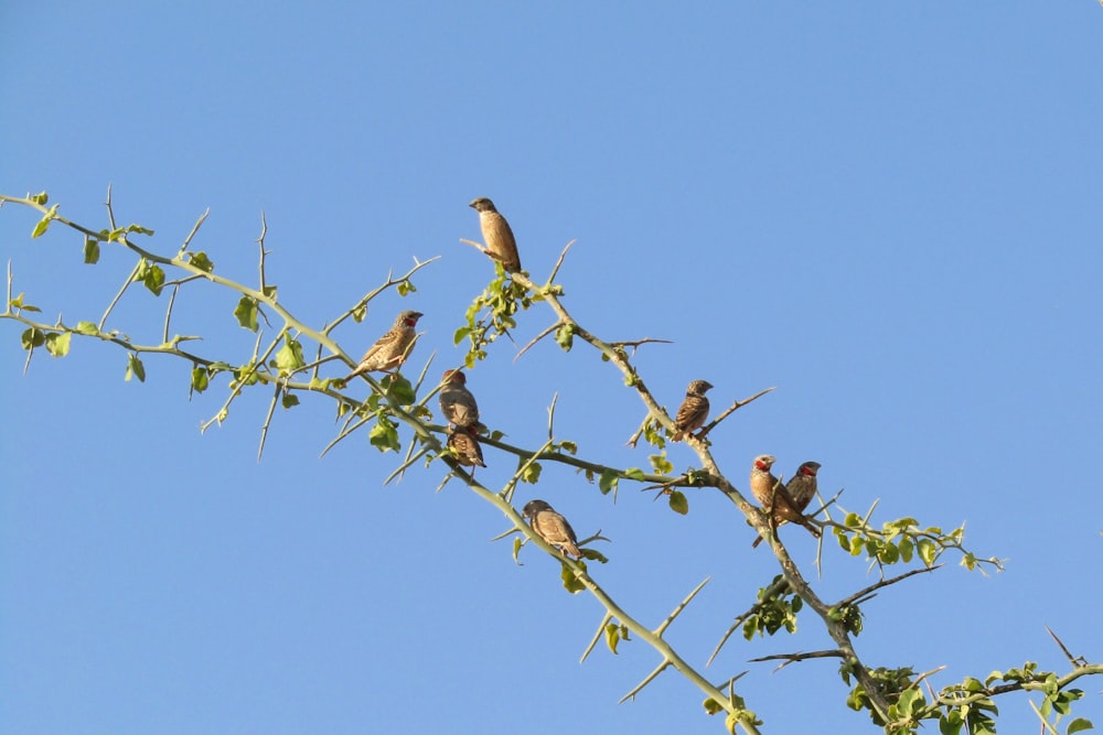 birds sitting on a tree