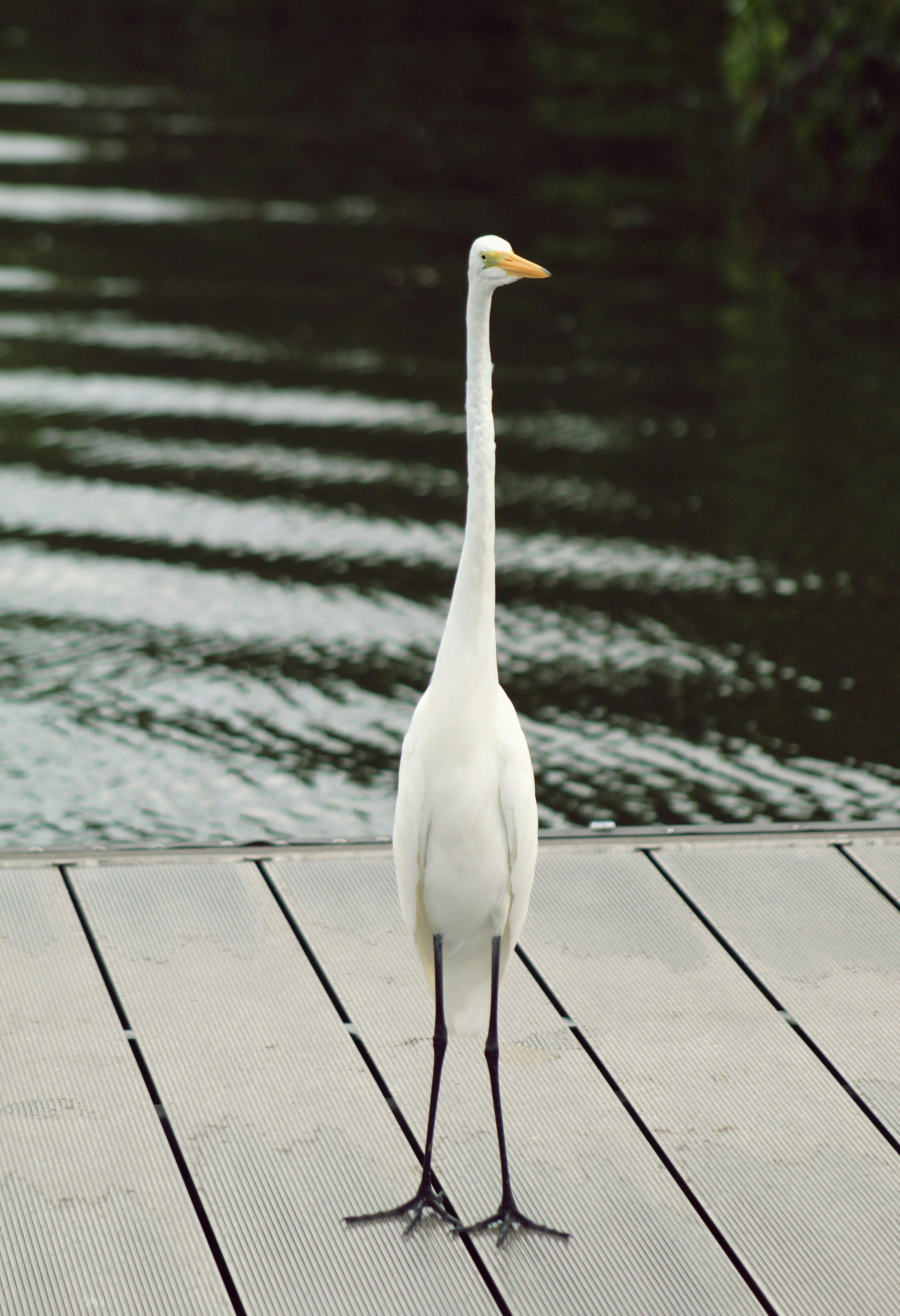 Photo by eertest