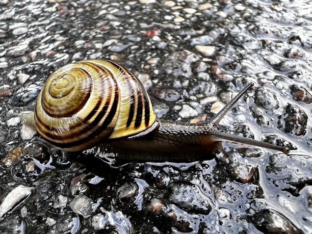 A close-up of a shiny, animated snail NFT with intricate shell patterns and a playful expression.