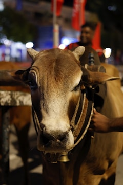 A close-up view of a brown cow with large eyes and textured fur. The cow wears a harness or halter and there is a hand visible on its side. The background is slightly blurred with bright lights and red flags, suggesting an outdoor or nighttime setting.