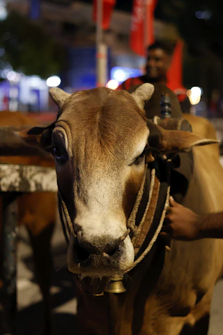 Close-up of a dairy cow being milked with modern equipment.