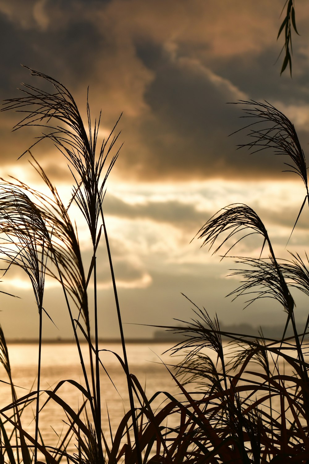 a field of wheat