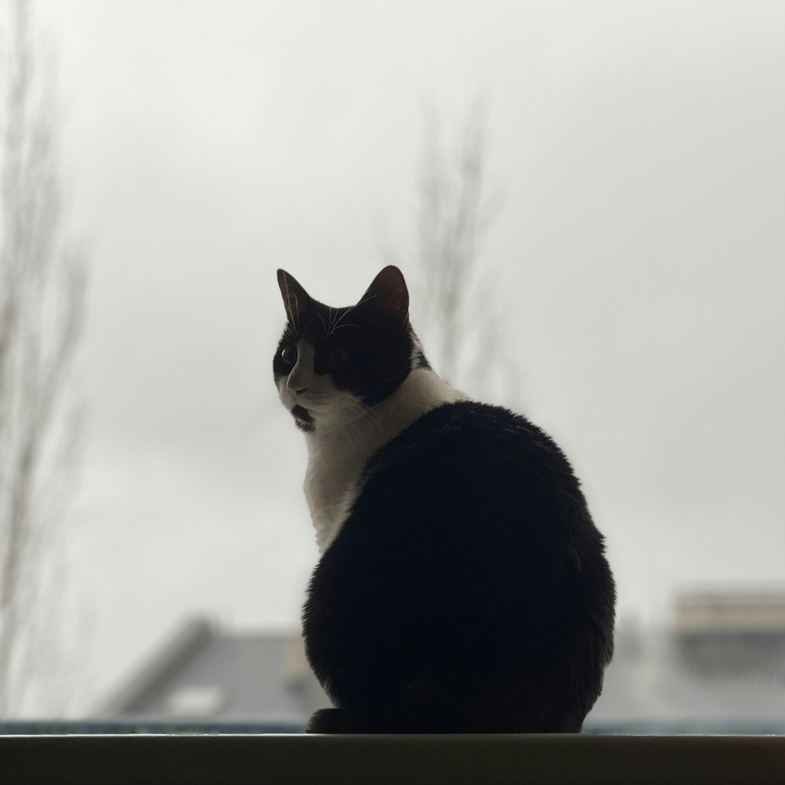 a cat sitting on a window sill