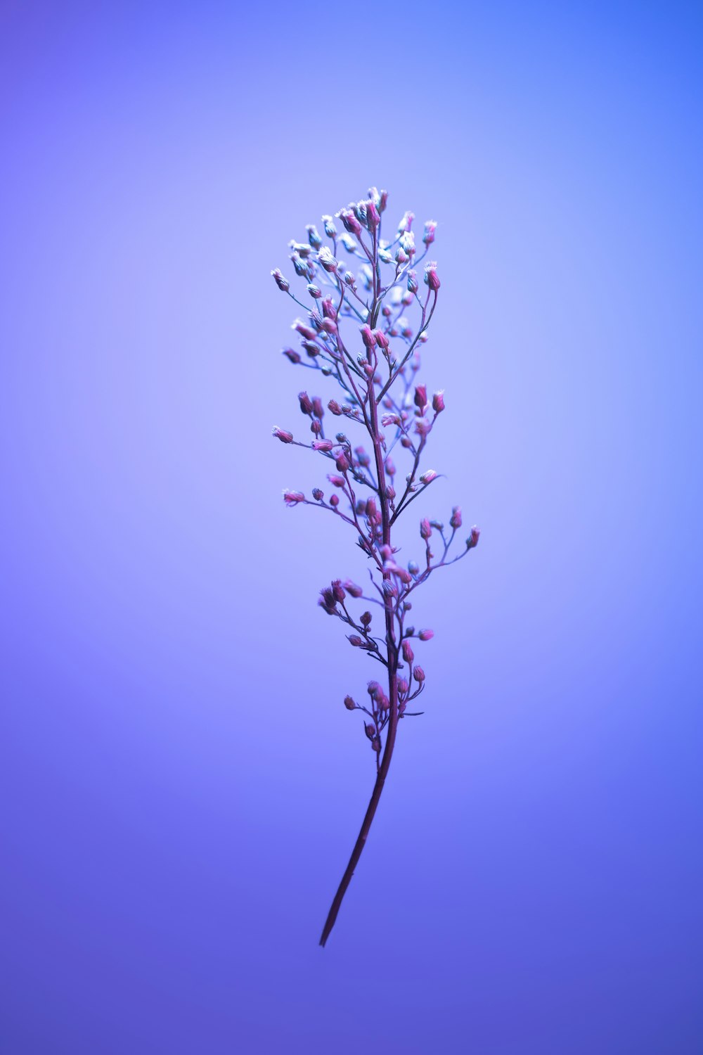 ピンクの花を持つ木