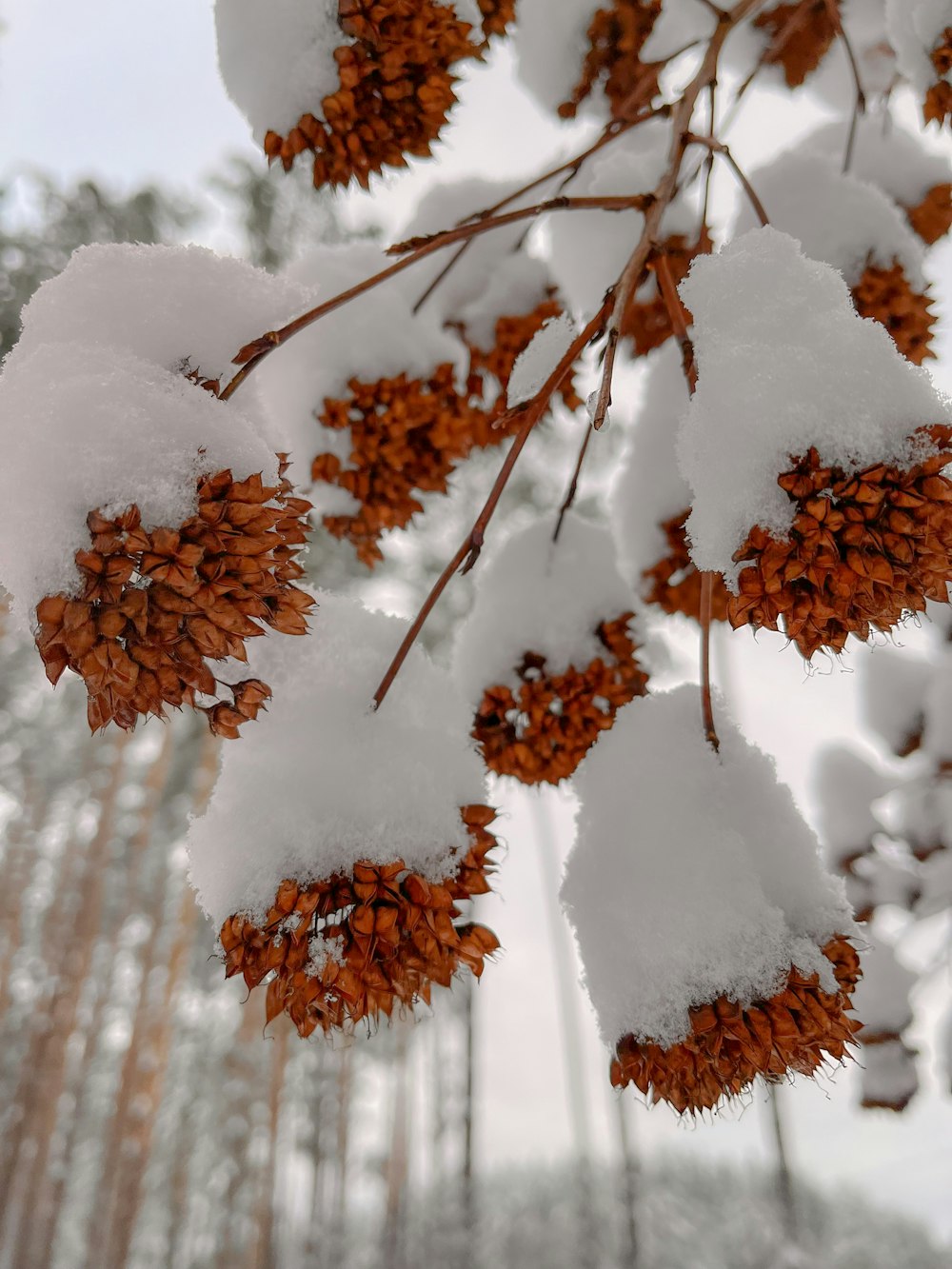 a close up of some snow