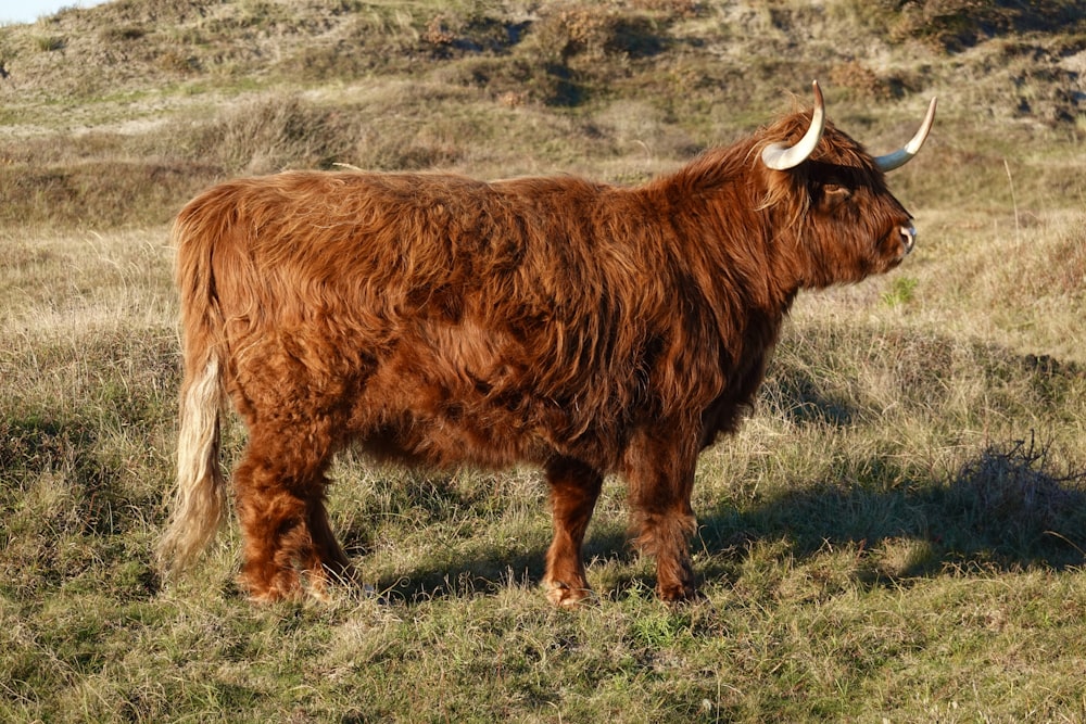 a large brown animal