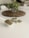 A white scoop filled with a fine greenish-brown powder is placed on a plain white surface. Nearby, there is a small white dish containing several green capsules. In the blurred background, a potted plant sits on a woven mat, adding a touch of greenery to the scene.