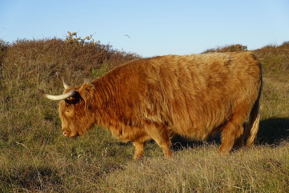 a large brown cow grazing