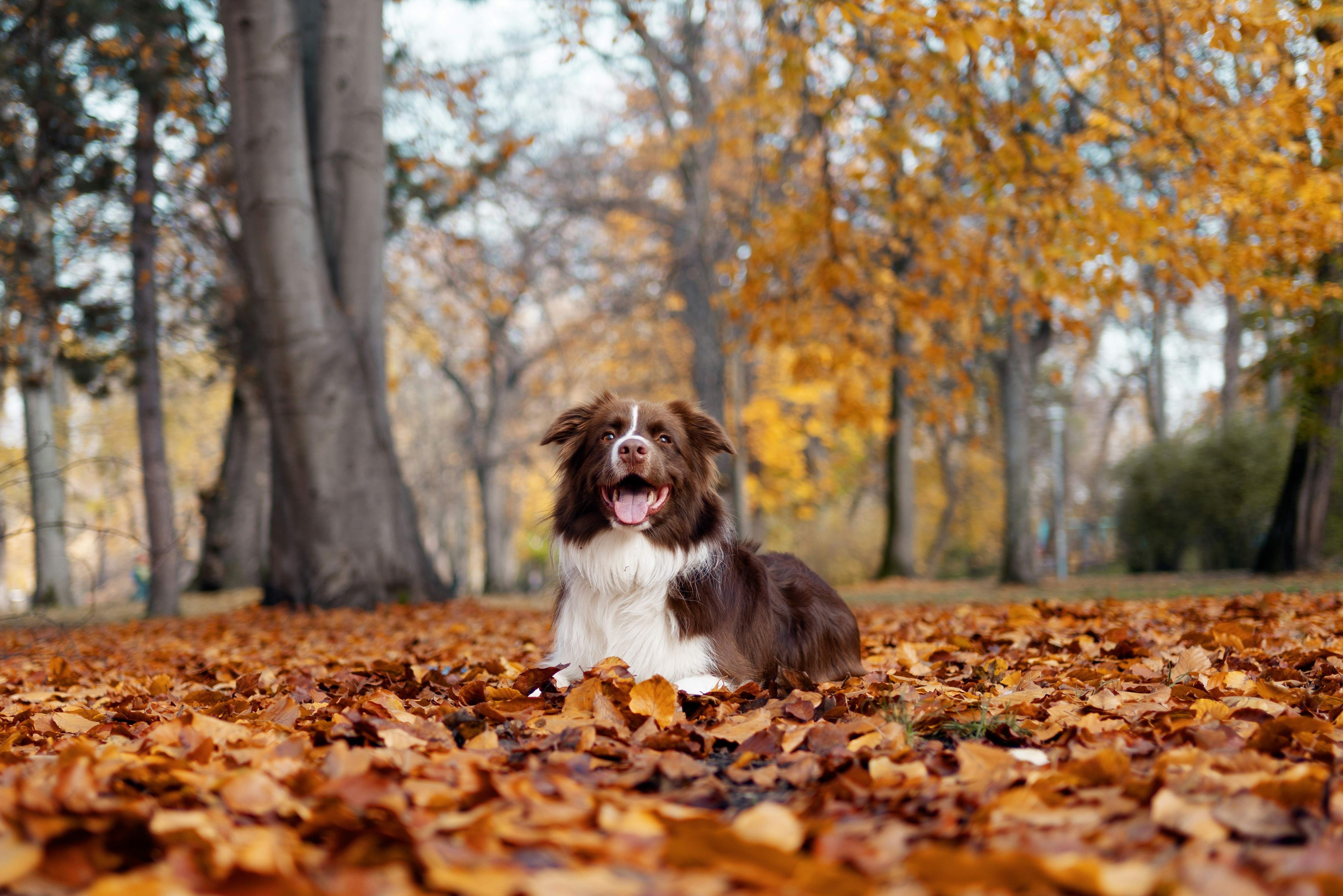a dog sitting in a pile of leaves