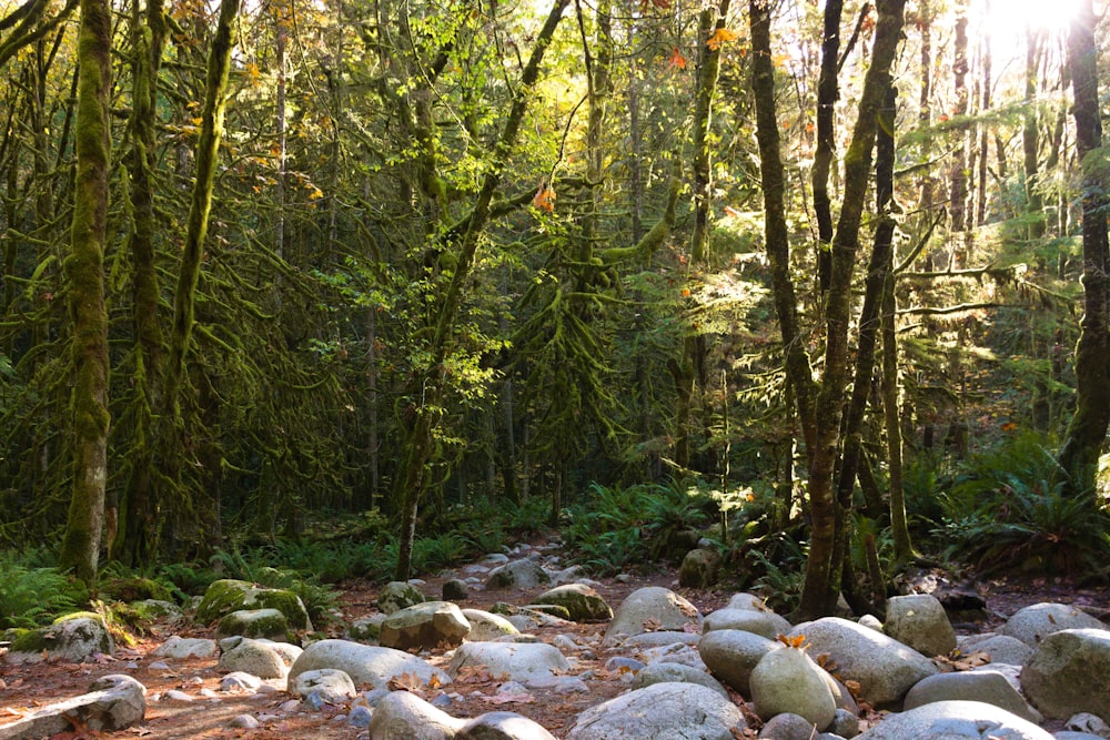 a stream in a forest