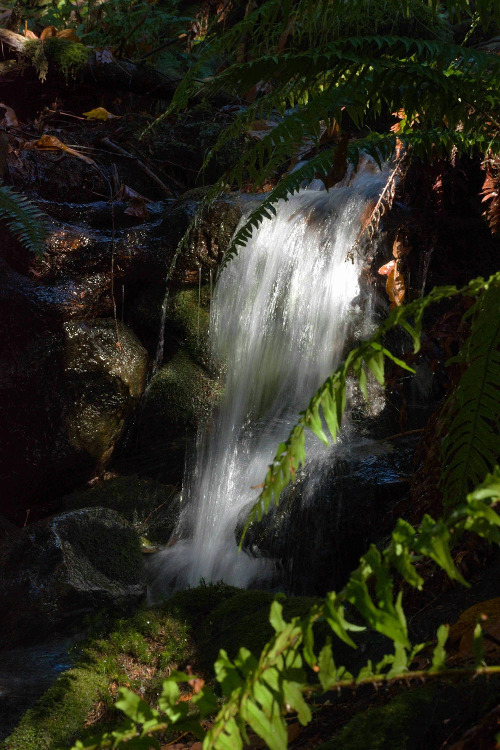 a waterfall in a forest