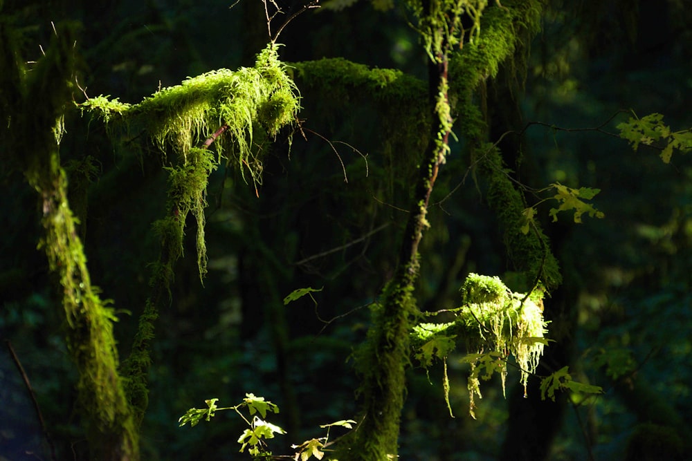 a close-up of some trees