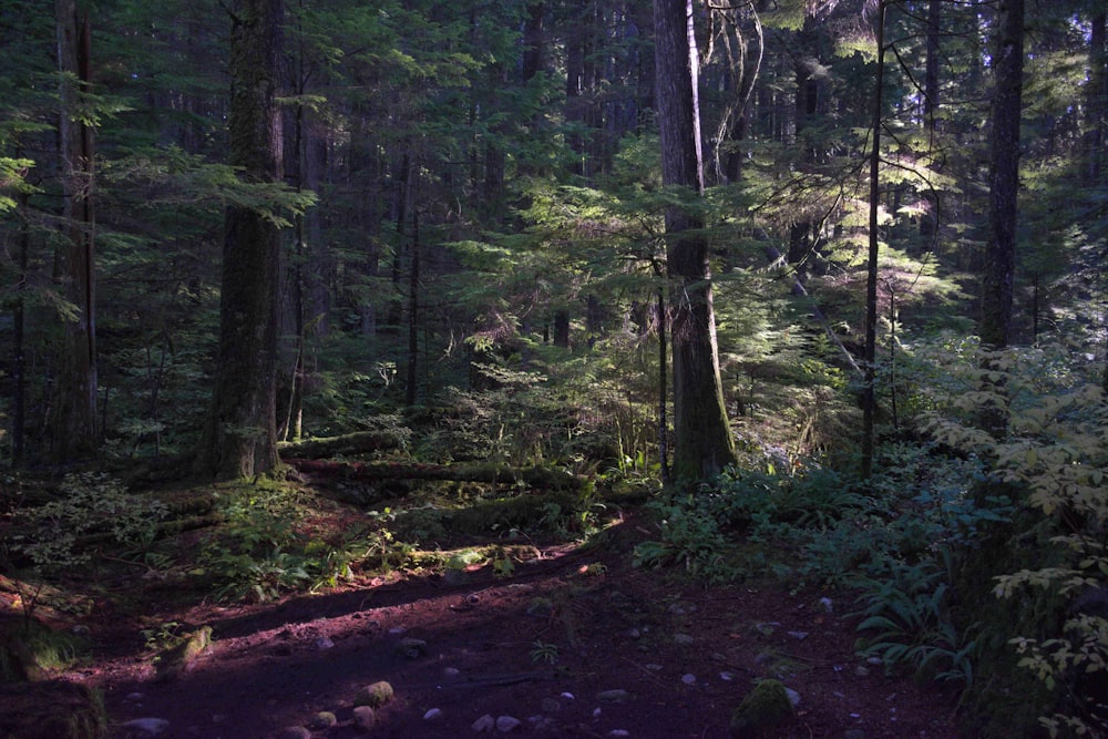 a path in a forest