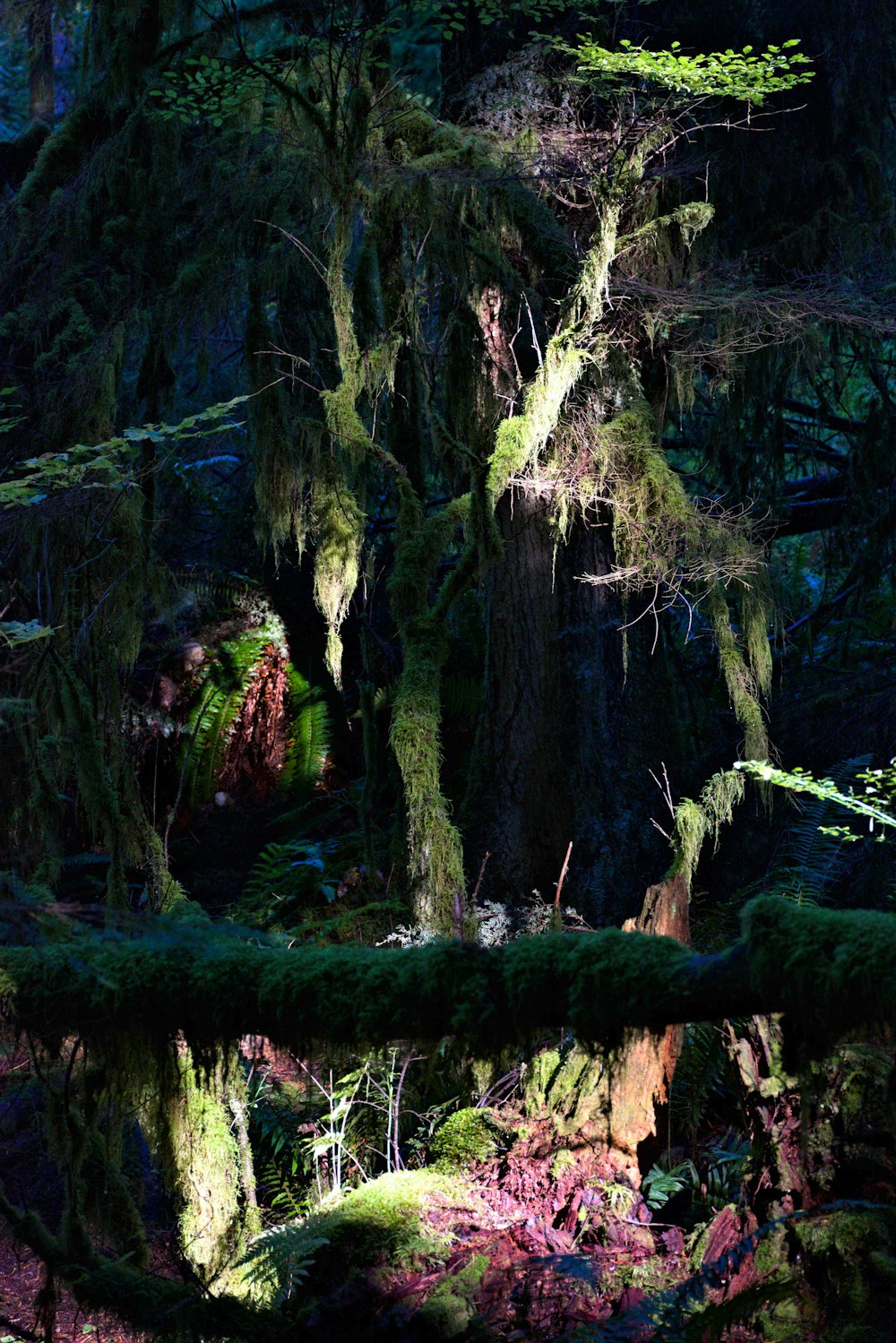 a forest with mossy trees