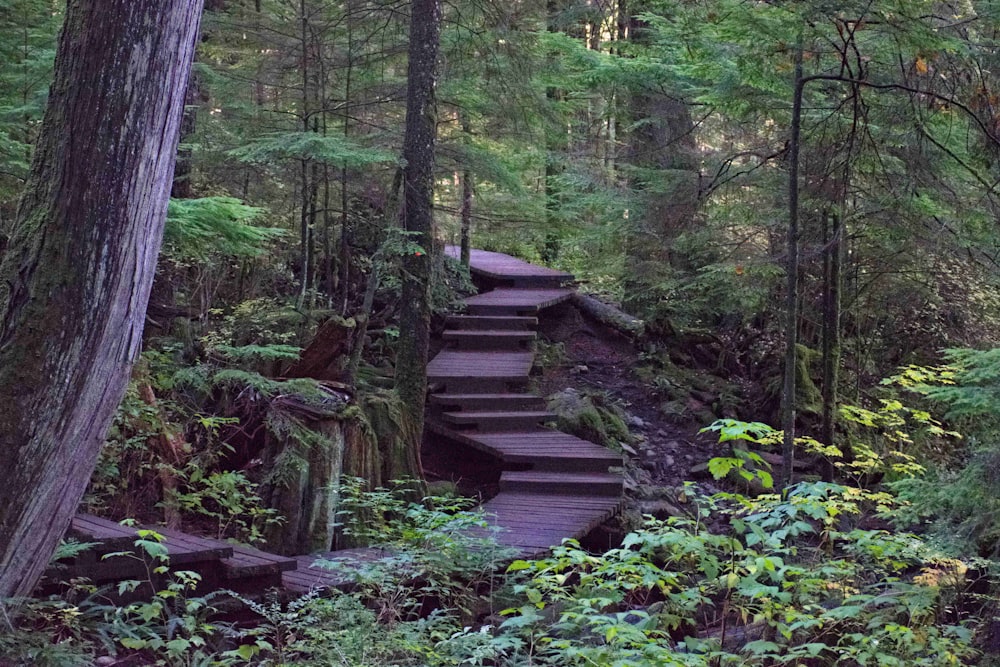 a wooden staircase in a forest