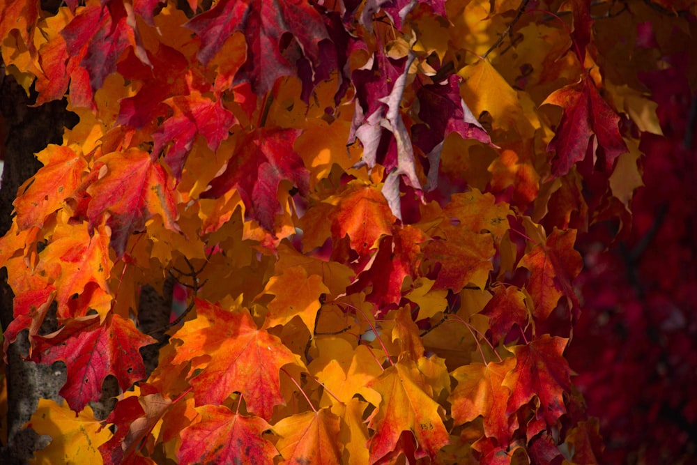 a group of colorful leaves