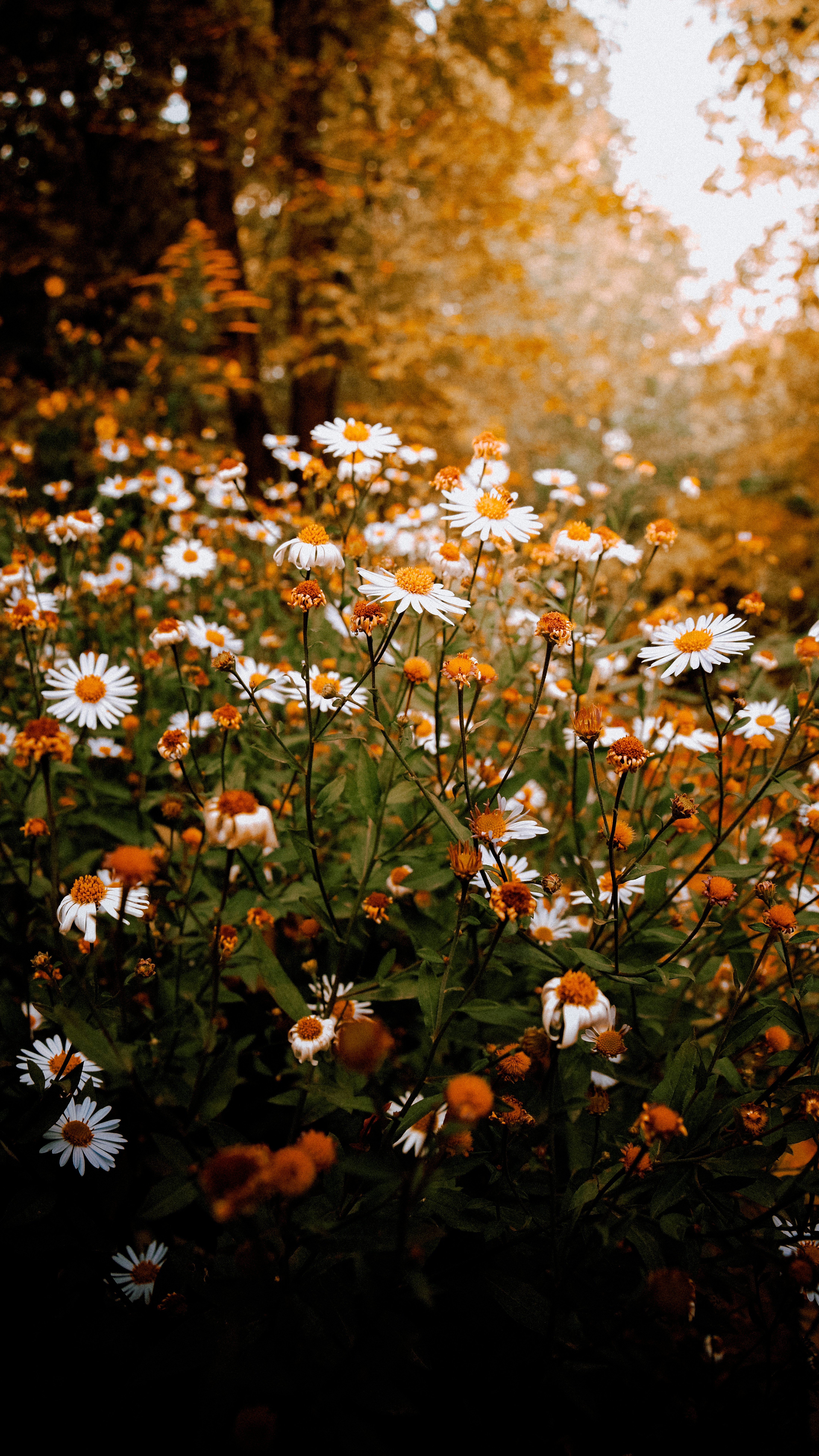 The Trauma of Late-Diagnosed Autism