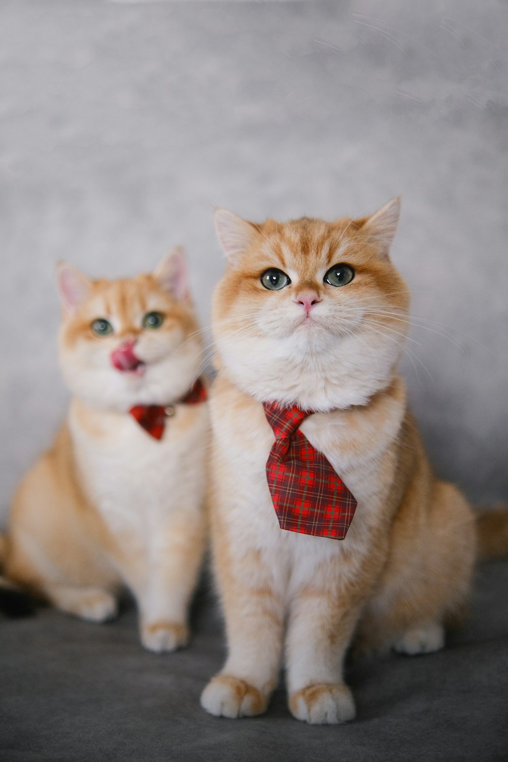 two cats wearing bow ties