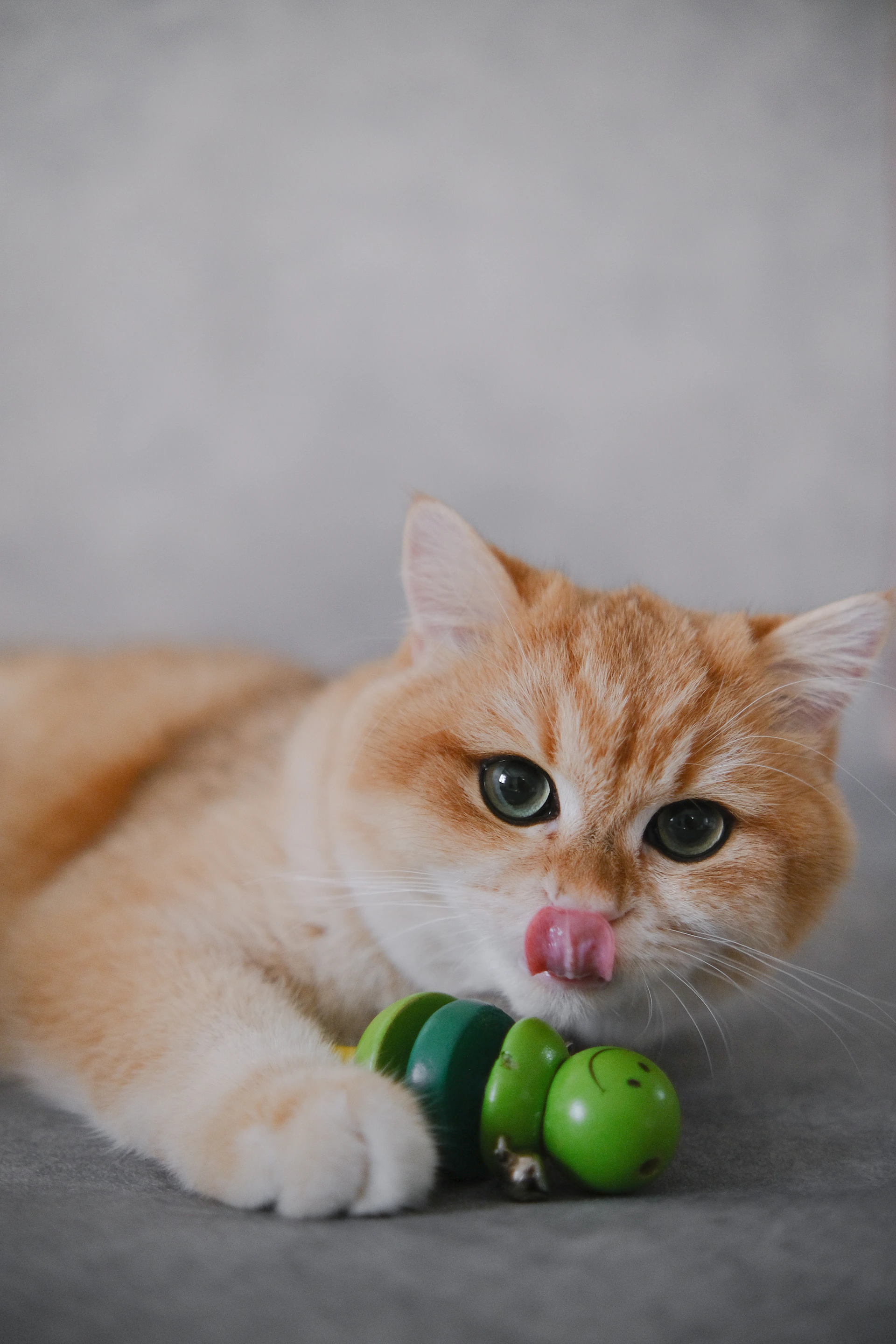 a cat with a toy