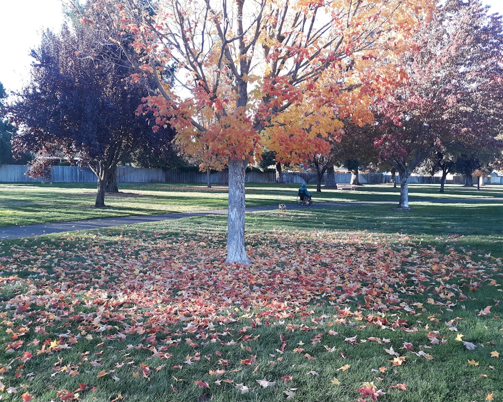 a person sitting in a park with trees with colorful leaves