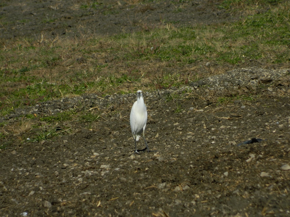 a bird standing on the ground