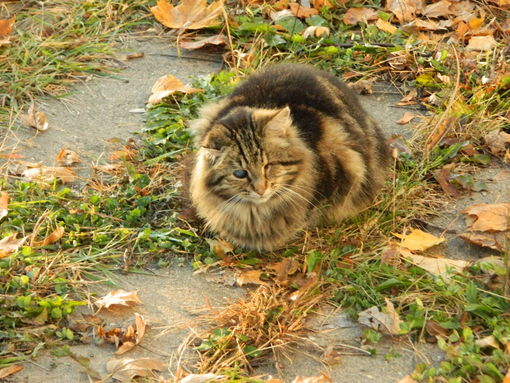 a cat sitting on the ground