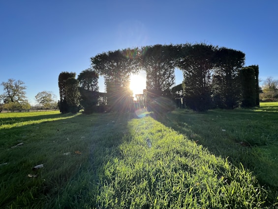 A serene garden scene with freshly trimmed hedges and vibrant green lawn under soft natural light.