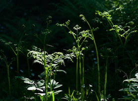 a close-up of some plants