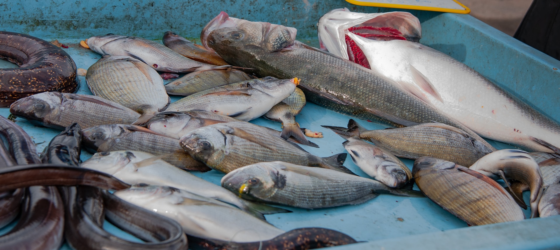 a group of fish