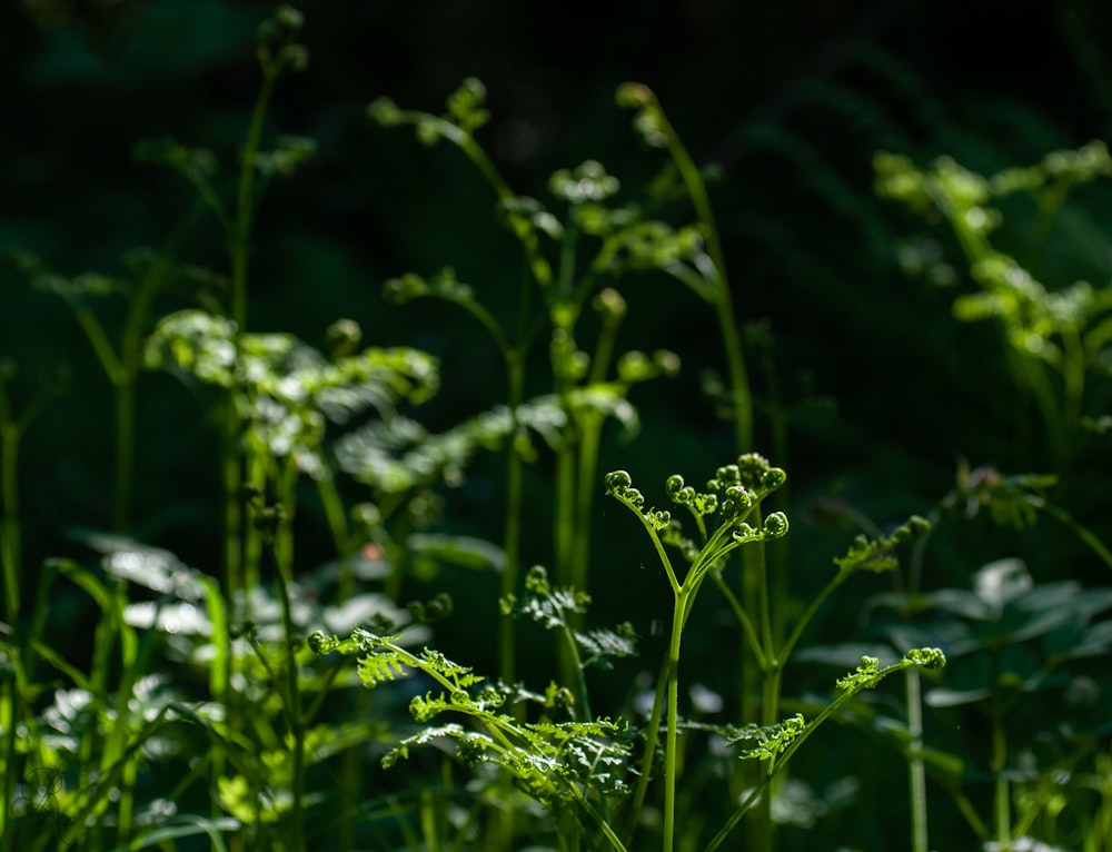 close-up of a green plant