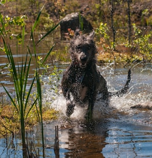 a dog running through water