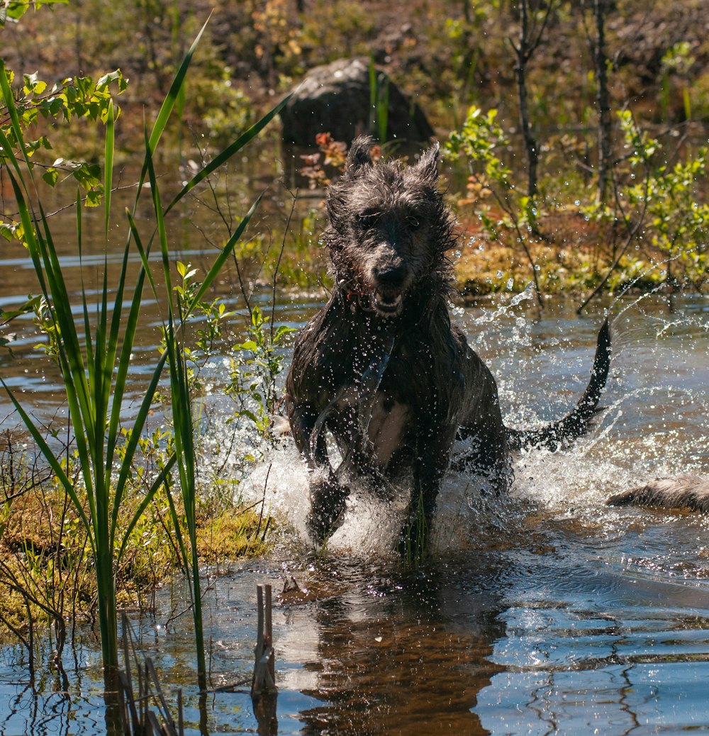 a dog running through water