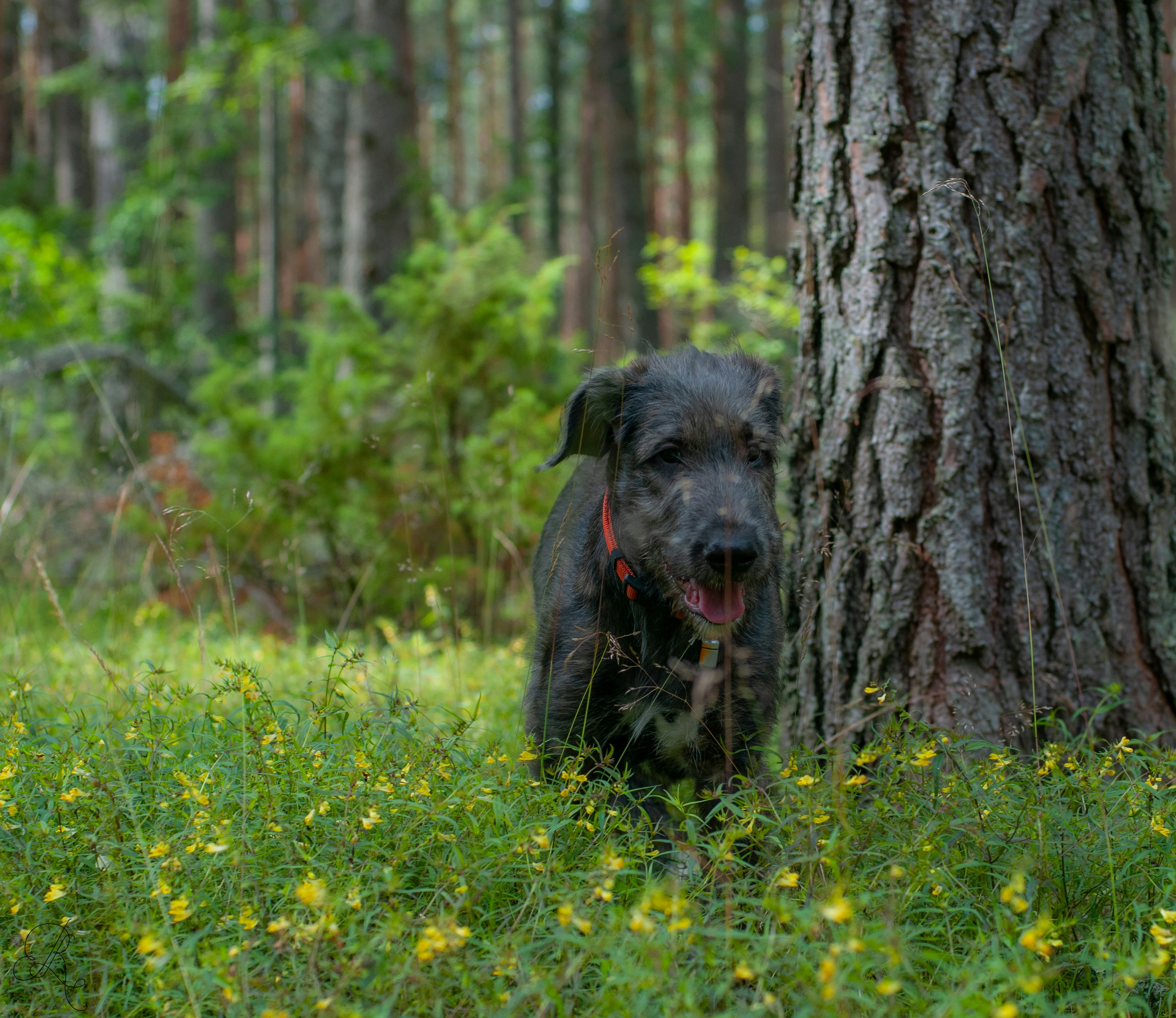 Photo by nataliaraylenegusakova