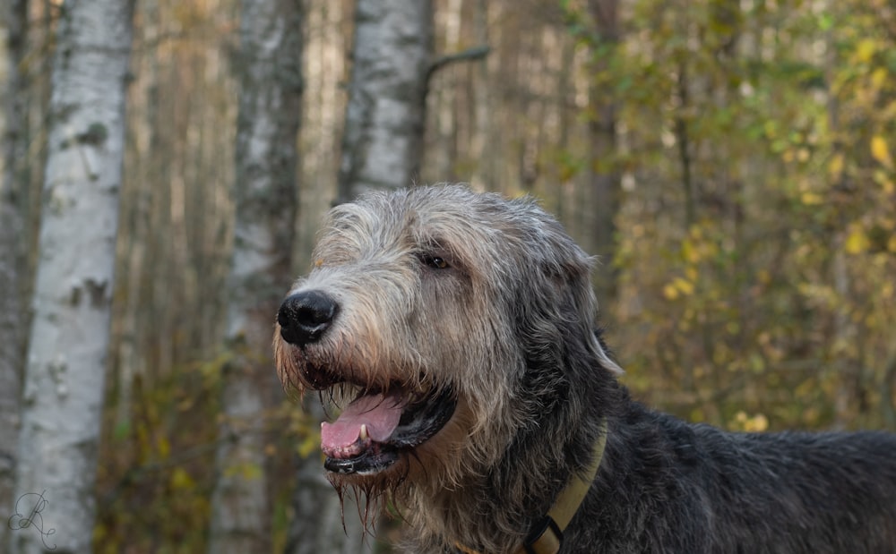 a dog in the woods