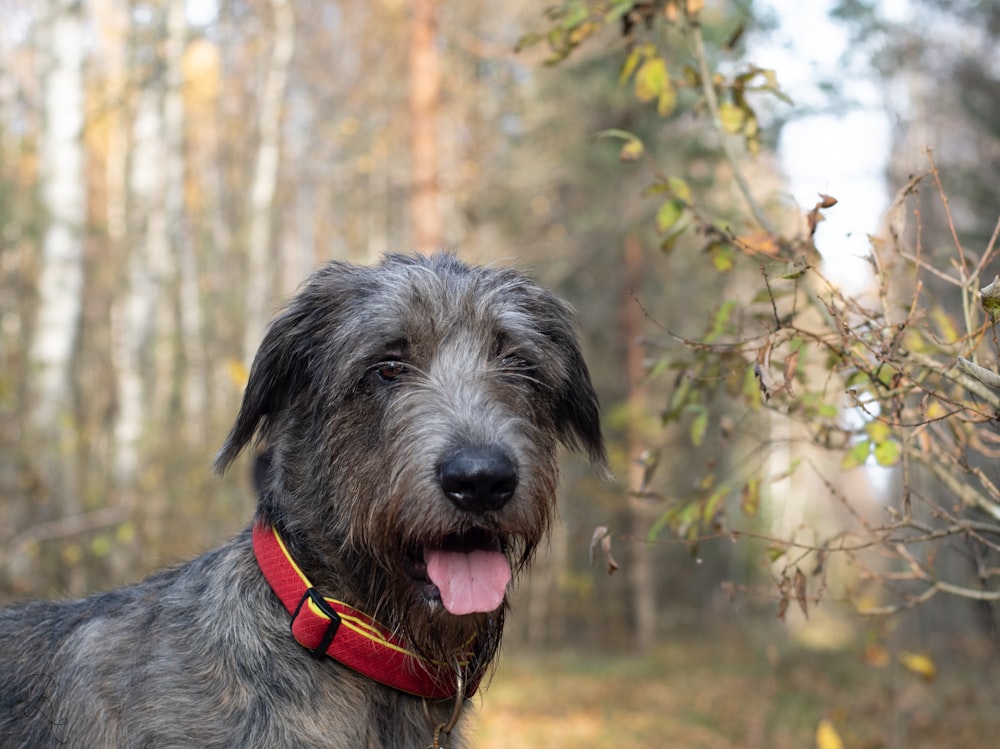 a dog with its tongue out