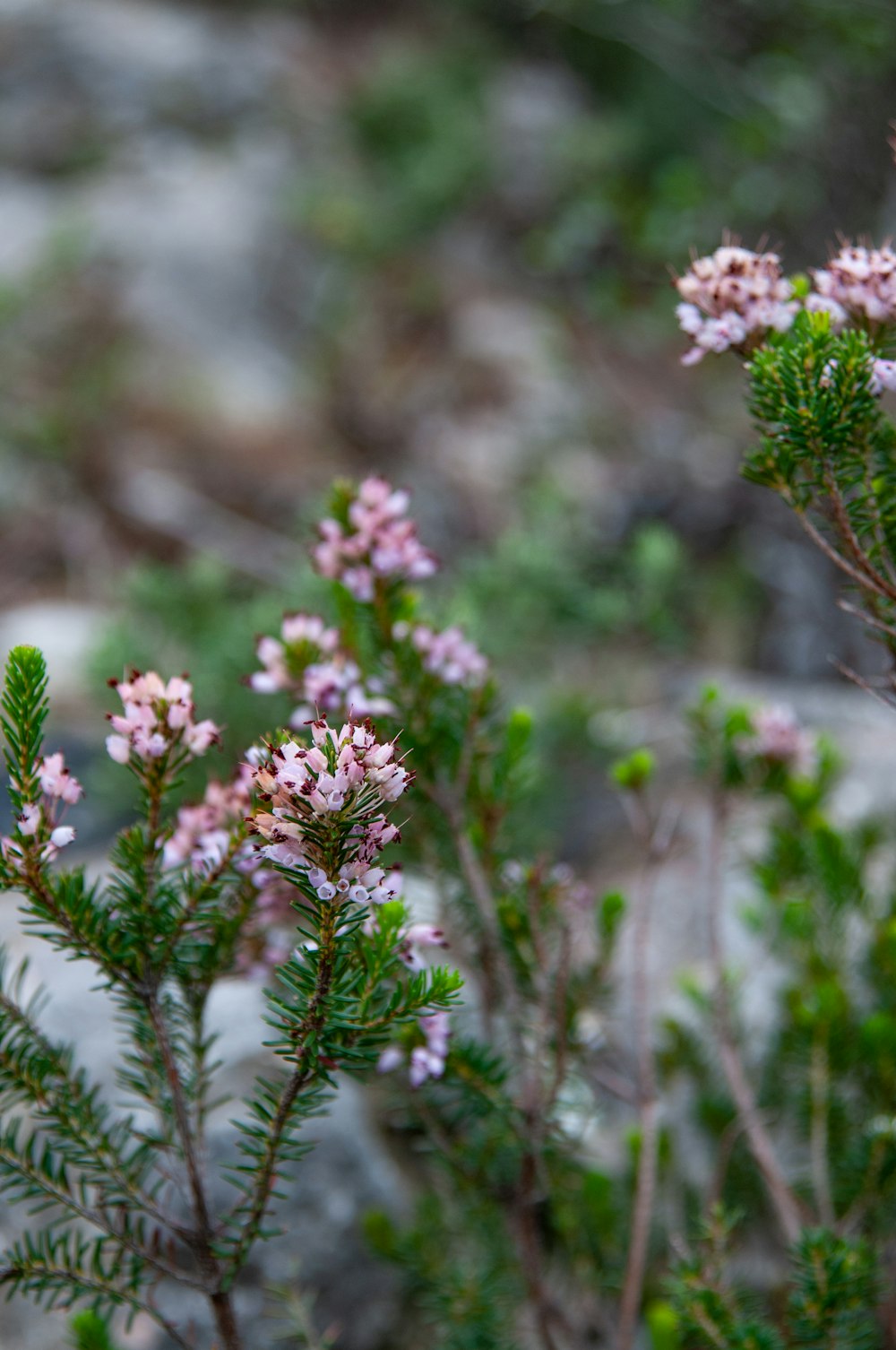 a close up of a flower