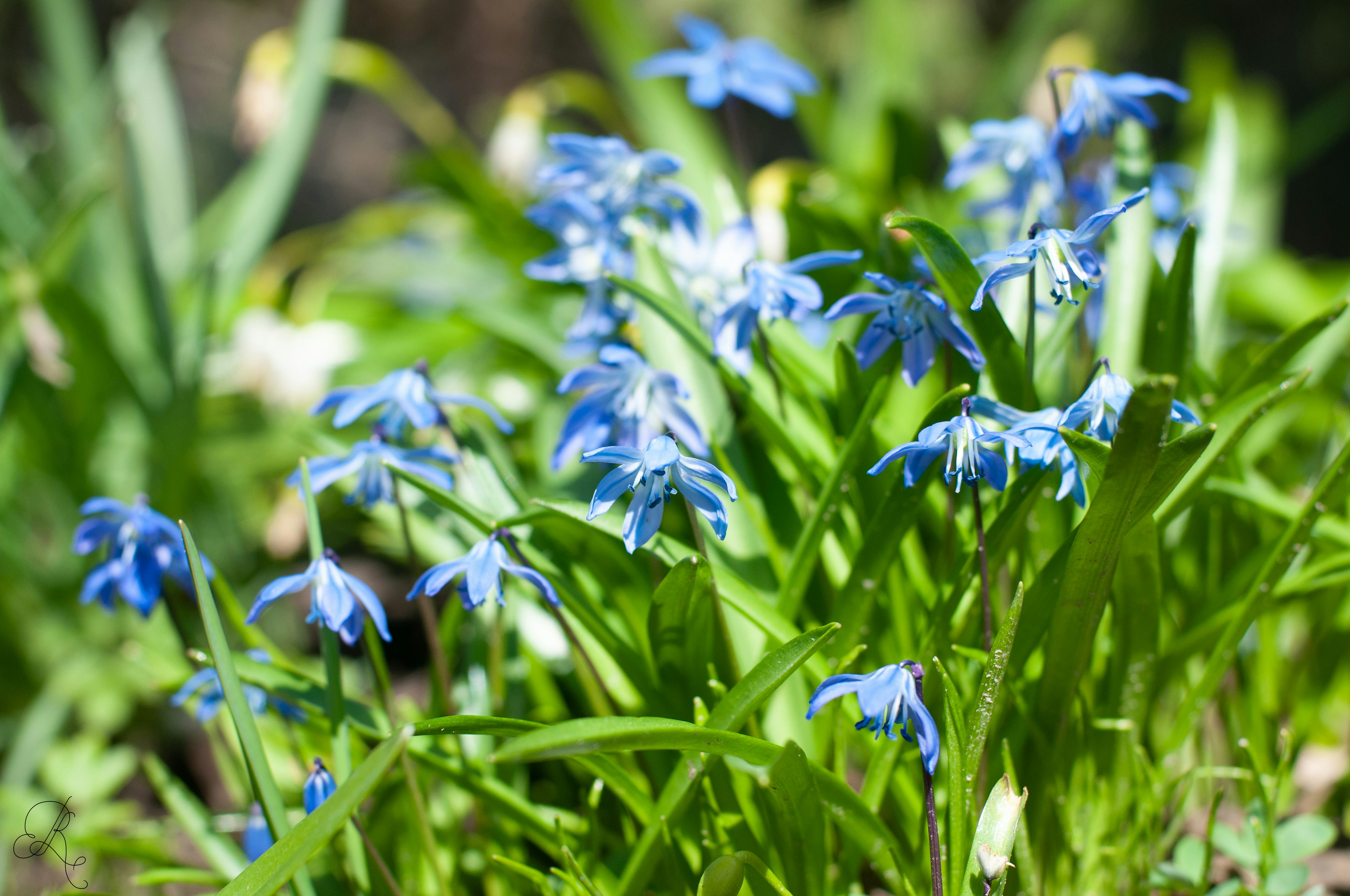 Photo by nataliaraylenegusakova