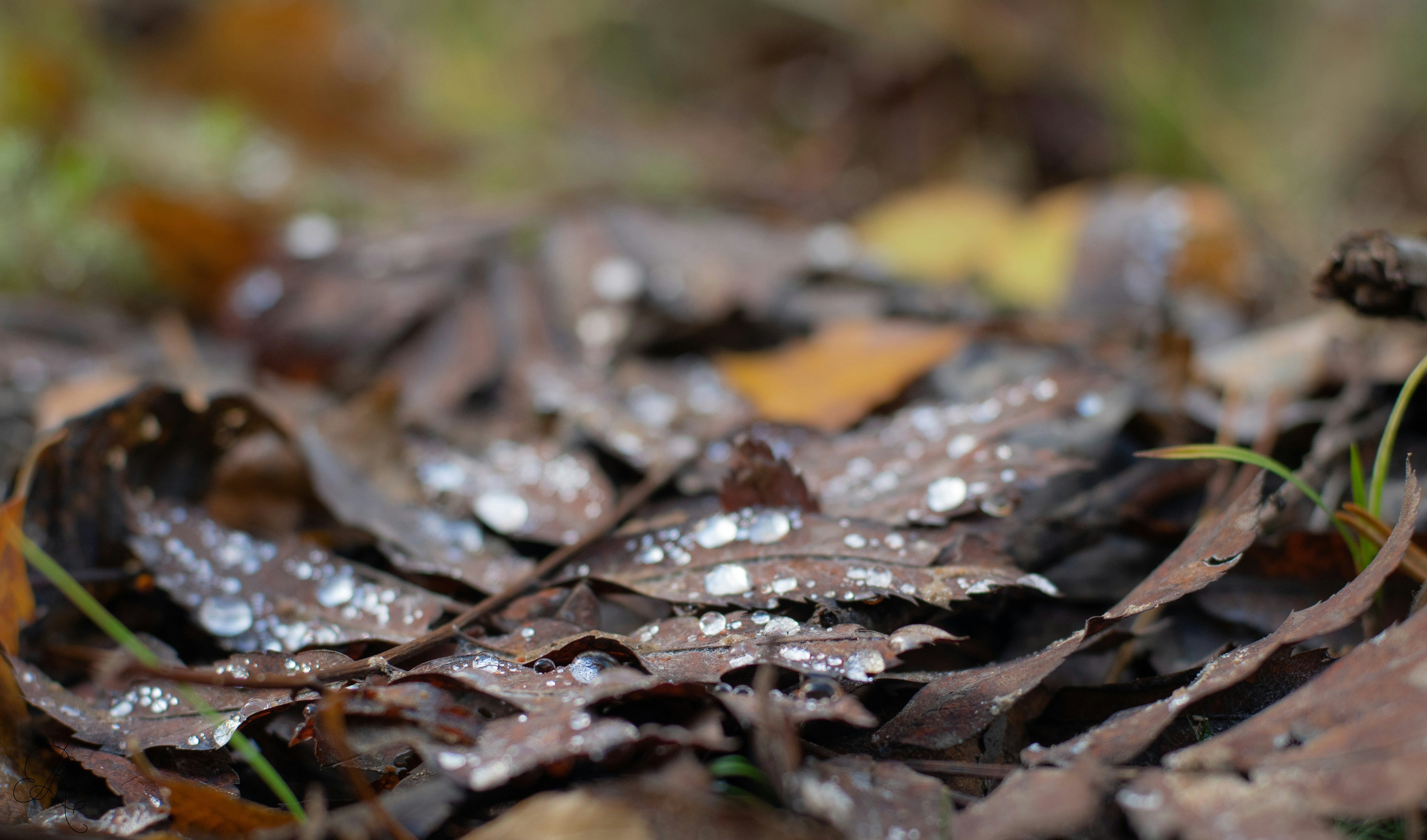 a close up of some leaves