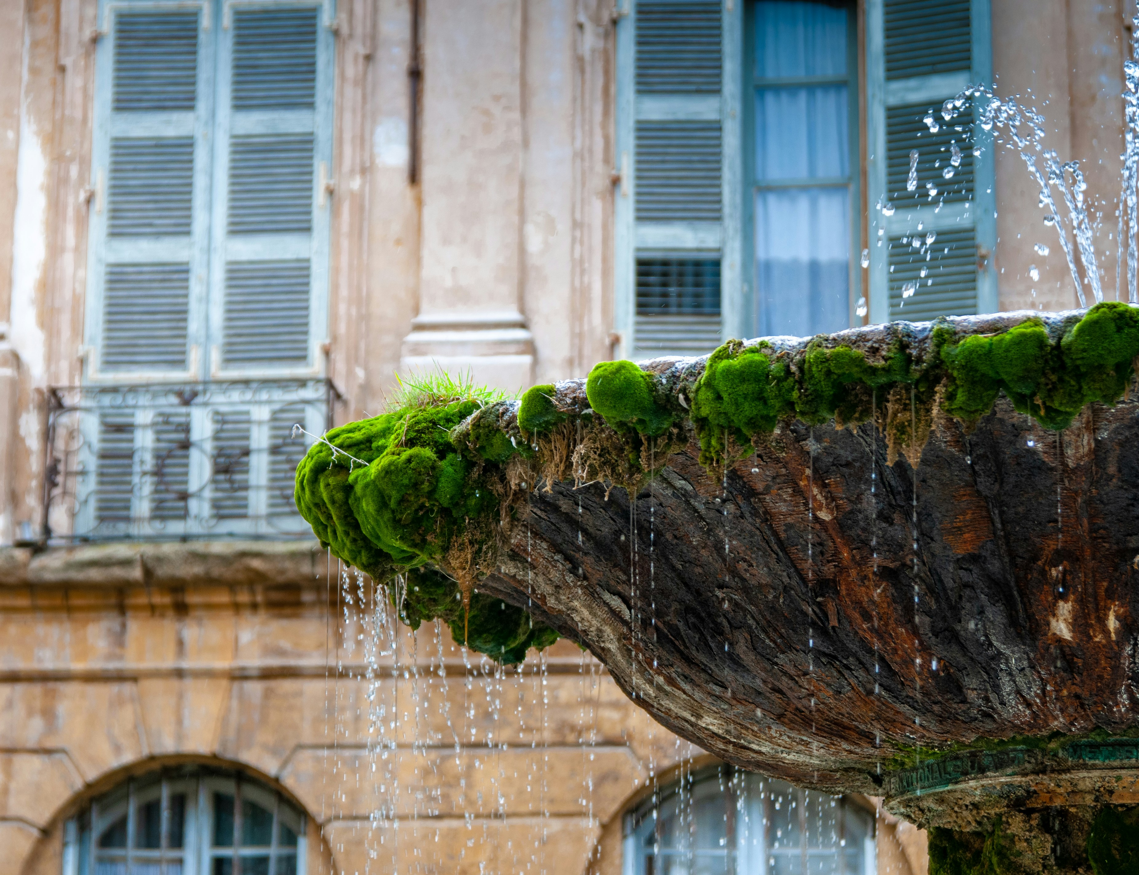 a tree with green leaves